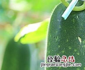 冬瓜的药用价值 冬瓜的药用价值与功效