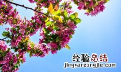 短情话文案合集 短情话大全