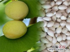 白果的营养价值