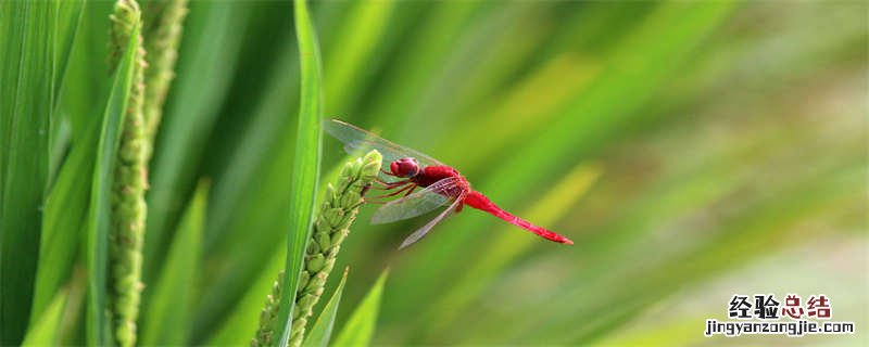 蜻蜓吃什么 蜻蜓吃什么害虫