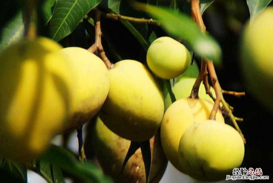 芒果有什么办法可以催熟 芒果催熟有什么办法