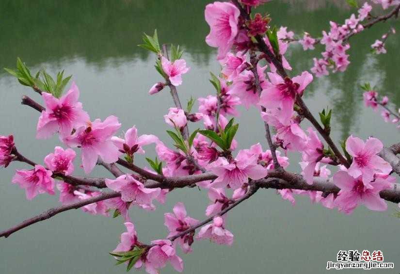 桃花什么季节开的最好 桃花什么季节开