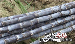 吃甘蔗嘴巴磨血泡怎么办 吃甘蔗嘴巴起血泡怎么办