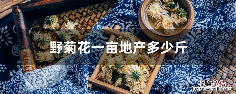 野菊花一亩地产多少斤 野菊花亩产干花多少