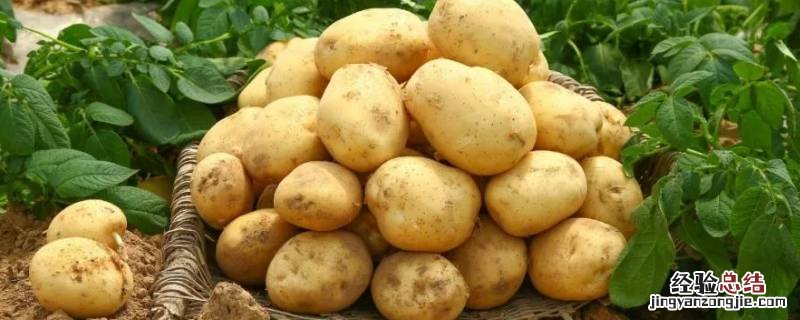 土豆可以放多久 土豆可以放多久不发芽