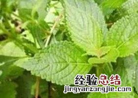 溪黄茶的作用与功效 溪黄草茶的功效与作用