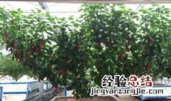 农民种辣椒树能活吗 辣椒能种成树吗
