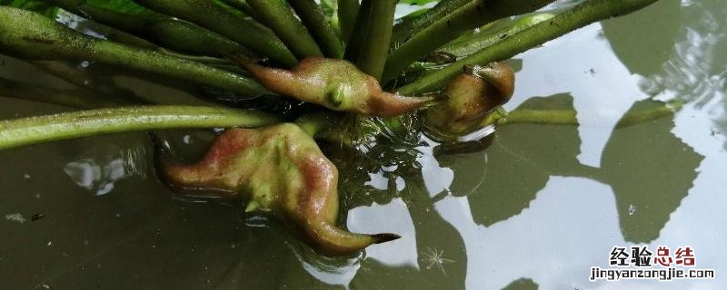 菱角的种植时间与种植方法 菱角种植技术与方法,菱角种植时间