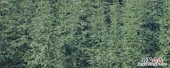 杉木商品林造林密度一般为每公顷多少株，商品林的分类