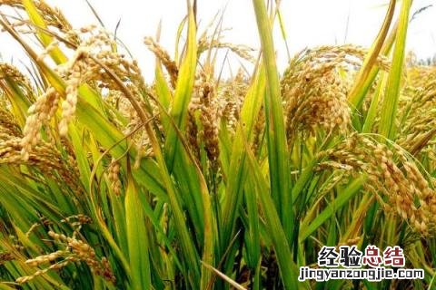 宁两优1513品种介绍 宁两优1513水稻品种介绍