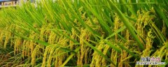 宁两优1513品种介绍 宁两优1513水稻品种介绍
