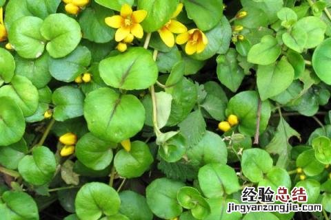 夏季种植的药材 种植的药材