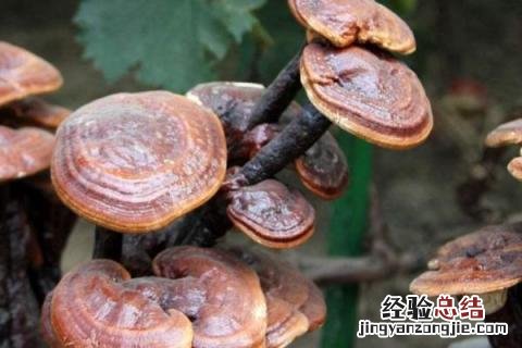 夏季种植的药材 种植的药材