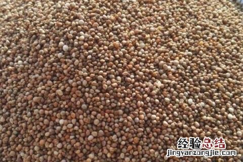 夏季种植的药材 种植的药材