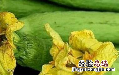 丝瓜不能和什么一起吃香哈菜谱 丝瓜不能和什么一起吃