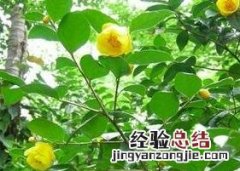 野生金花茶茶叶的功效与作用