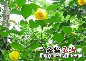野生金花茶茶叶的功效与作用