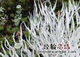 西藏雪茶的功效 西藏雪茶的功效和价格