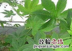 野生甜茶叶的功效与作用