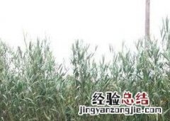 芦叶茶有什么营养 芦叶茶有什么营养价值