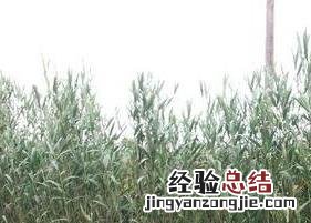 芦叶茶有什么营养 芦叶茶有什么营养价值