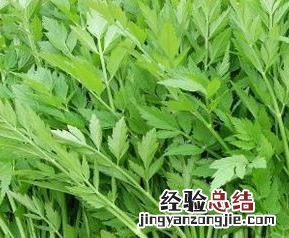 生芹菜的功效与作用及禁忌 生芹菜的功效与作用