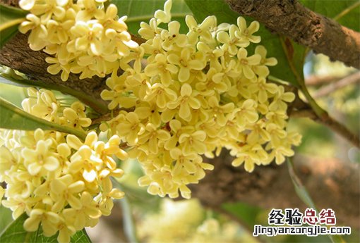 桂花 桂花什么时候开花