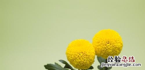 金盏花的功效与作用 金盏花的功效