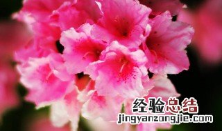 杜鹃花什么季节栽种 杜鹃花什么季节栽种好