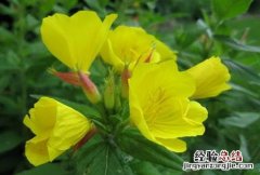 月见草 月见草油胶丸