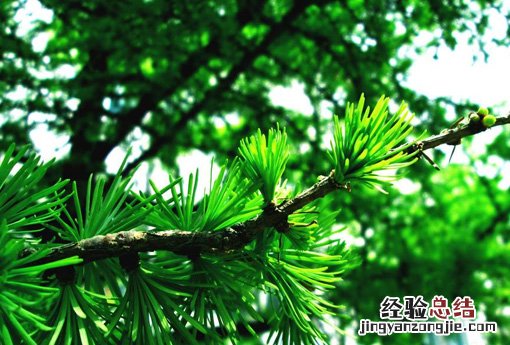 松叶 松叶像什么