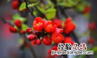 鲜红嫩绿的意思 鲜红嫩绿是什么意思