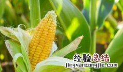 玉米粒粥怎么煮开花 玉米粒粥怎么煮