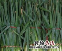大葱的营养价值 大葱的营养价值视频