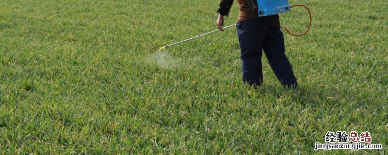 雀麦草用什么除草剂，宝盖草用什么除草剂