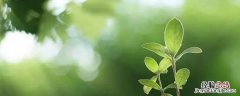 光合午休出现的原因 光合午休的直接原因