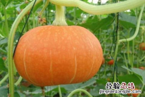 浙江1一12月种蔬菜表图片 1一12月种蔬菜表