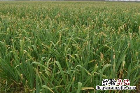 浙江1一12月种蔬菜表图片 1一12月种蔬菜表