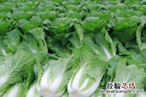浙江1一12月种蔬菜表图片 1一12月种蔬菜表