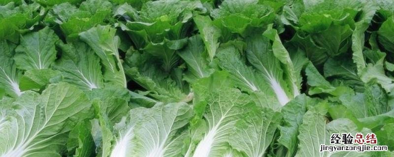 浙江1一12月种蔬菜表图片 1一12月种蔬菜表