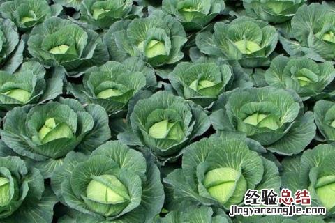 浙江1一12月种蔬菜表图片 1一12月种蔬菜表