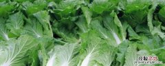 浙江1一12月种蔬菜表图片 1一12月种蔬菜表