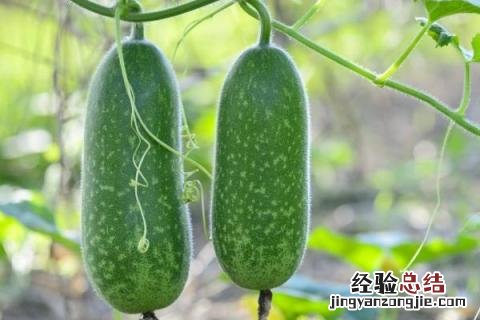浙江1一12月种蔬菜表图片 1一12月种蔬菜表