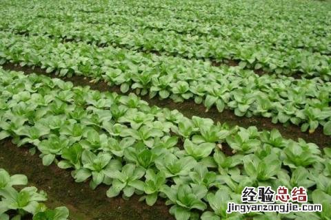 浙江1一12月种蔬菜表图片 1一12月种蔬菜表