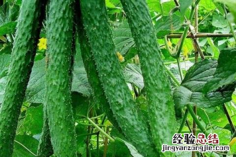 浙江1一12月种蔬菜表图片 1一12月种蔬菜表