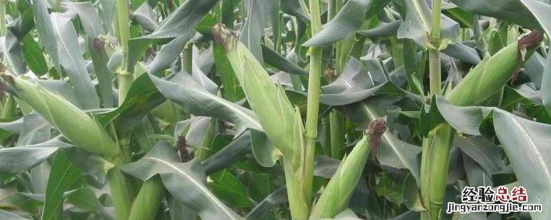 北玉1507玉米种 北玉1521品种介绍