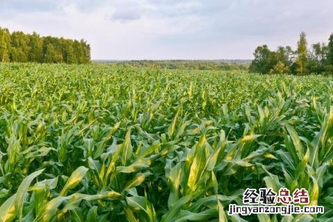 北玉1507玉米种 北玉1521品种介绍