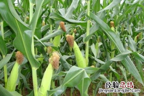 北玉1507玉米种 北玉1521品种介绍