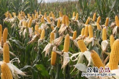 北玉1507玉米种 北玉1521品种介绍