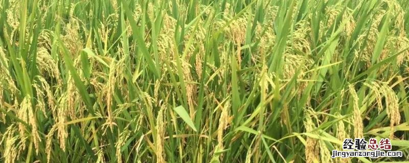 龙庆稻8产量咋样 龙庆稻8的产量,附简介